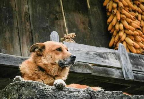 狗老成精虽是俗语,但我家边牧三年多真成精了