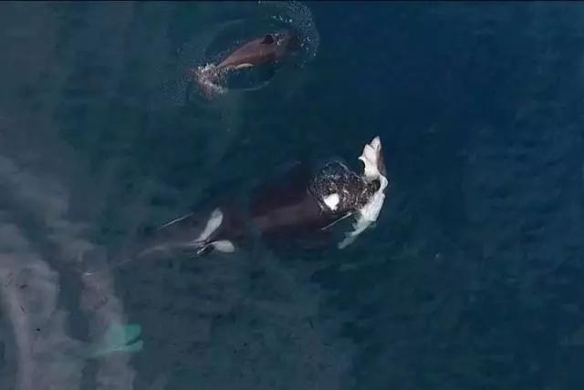 虎鲸正在捕食大白鲨(图片来自网络)
