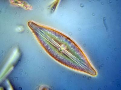 硅藻至少要多少倍的显微镜才可以观察