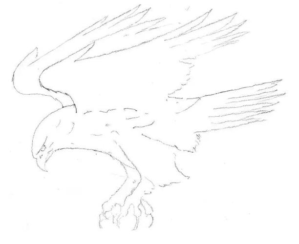 2.更加精确地描绘鹰的主要轮廓,包括鹰爪.