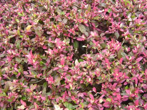 福建绿化苗-彩叶扶桑