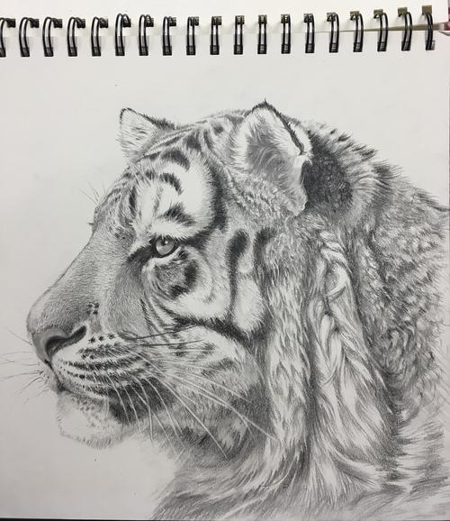 素描虎