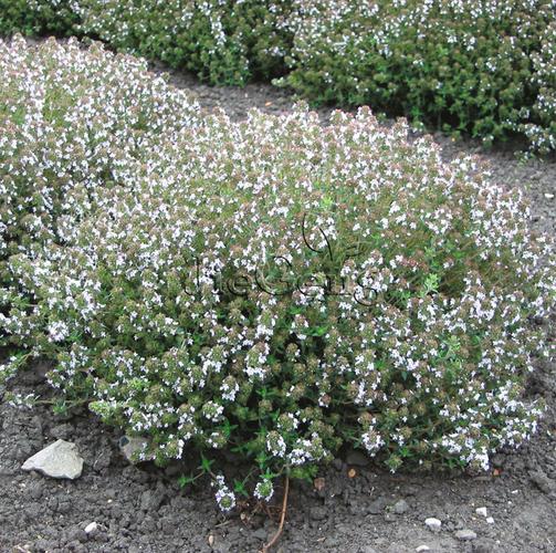 德国冬百里香种子thyme新品上架香草盆栽香辛料种子蔬菜种子