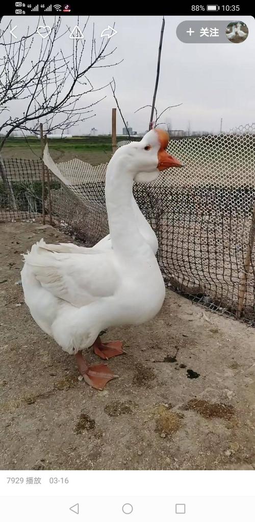 特大品种的狮头鹅苗