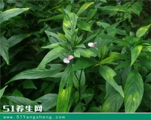 这野草名字太霸气,人称"九头狮子草",药如其名!功效强大!