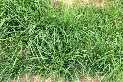 分不清禾本科杂草?常见禾本科杂草图谱