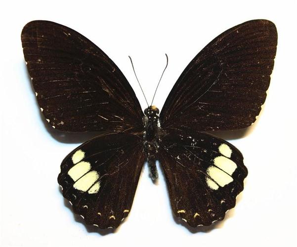 玉牙凤蝶图片 玉牙凤蝶高清蝴蝶图片