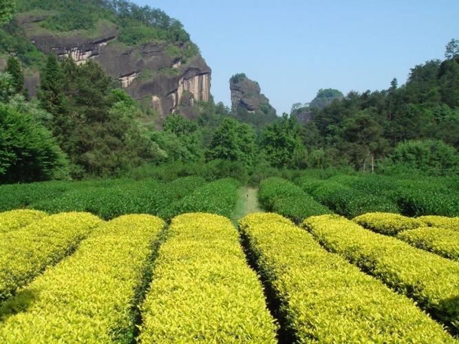 四大名枞——白鸡冠 岩茶中的女人味一阴一阳谓之道,大部分武夷岩茶给