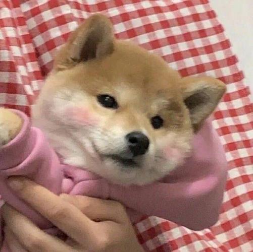 想要这种可爱狗狗的头像