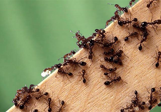 蚂蚁腰太细导致食物无法进入肚子,最后竟靠孩子口水解决饥饿问题