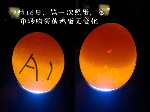 其它 记小鸡孵化过程及成长 写美篇   每次跟着妈妈去菜市场,卖鸡蛋的