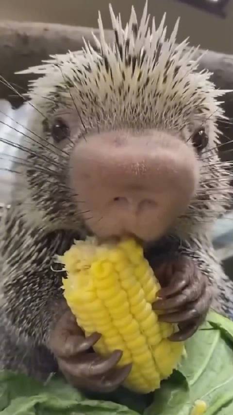 原来豪猪吃玉米这么优雅
