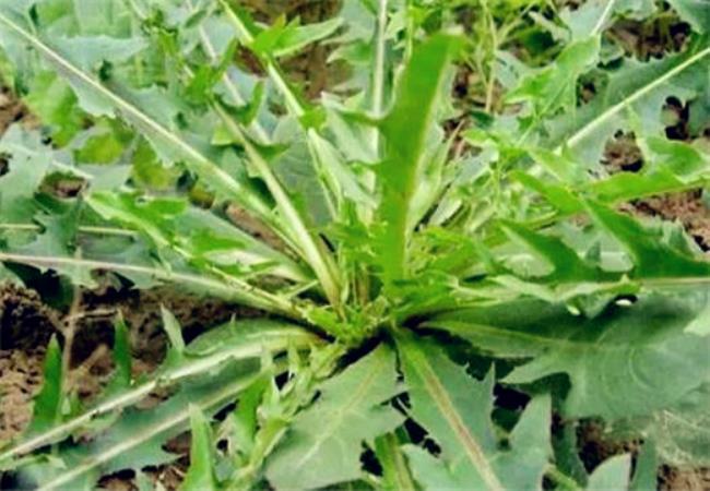 野菜图片大全及名字(农村常见28种野菜图集)