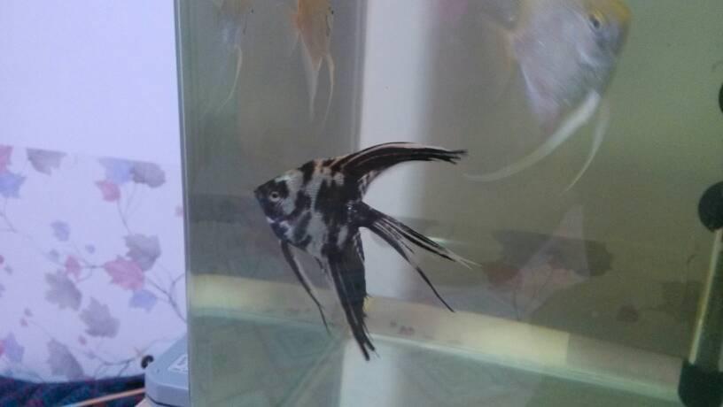 这是什么品种的燕鱼