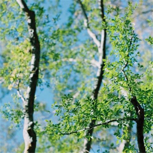 2021年微信头像带来好运 2021年最走运的微信图片头像