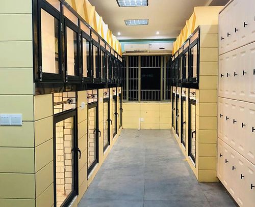 芜湖宠物寄养宾迪宠物寄养店