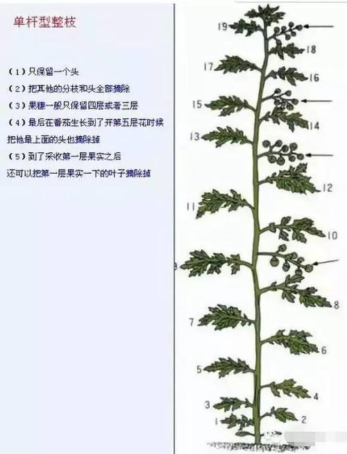 番茄整枝打杈方法及注意事项!