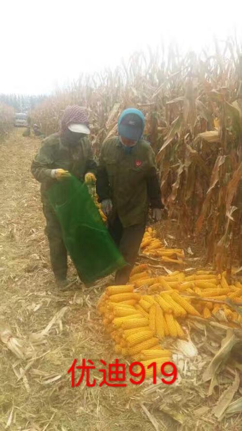 红轴玉米品种风向标-优迪919