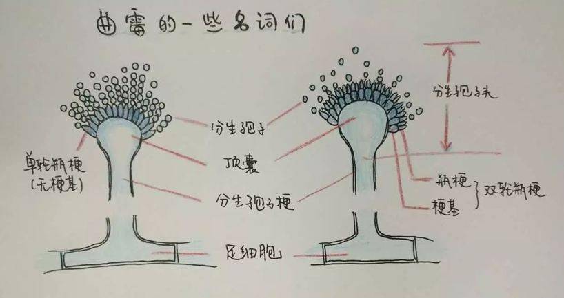 (1)烟曲霉 菌落开始为白色, 2-3天后转为蓝绿色,但边缘仍为白色,数