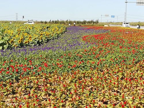 沈北新区花海园游览景观
