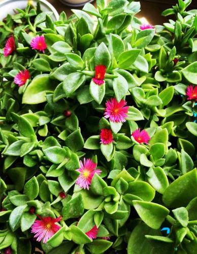 这花被称为"食用穿心莲",好看能吃,养花新手也能养好