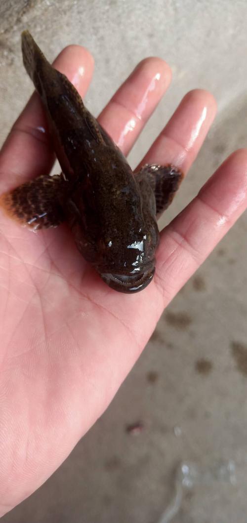 00券后:06130价格:野生新鲜活虎头鱼呆子鱼沙塘鳢笋壳鱼土布虎头鲨