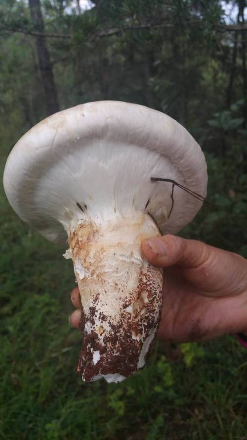 松树菌(千奇百怪玉龙雪山野生菌)