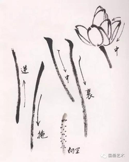 非常全面的写意荷花画法,值得收藏!