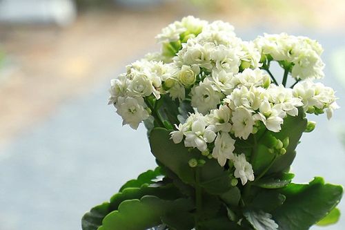 最美长寿花图片大全各色长寿花图片欣赏