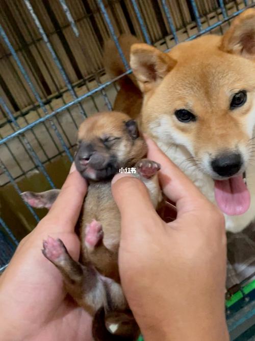可爱的小柴柴出生啦_柴犬_宠物_狗_晒狗
