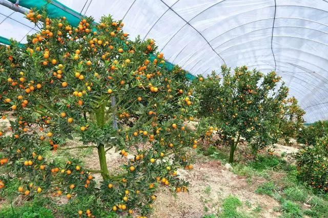 金桔金柑的修剪技术方法