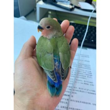 工匠头手养紫伊莎黄桃绿桃紫罗兰牡丹鹦鹉雏鸟宠物喂养小鸟幼鸟活体