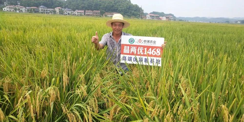 "一种两收"——优质型再生稻晶两优1468百亩示范片测产头季亩产809.