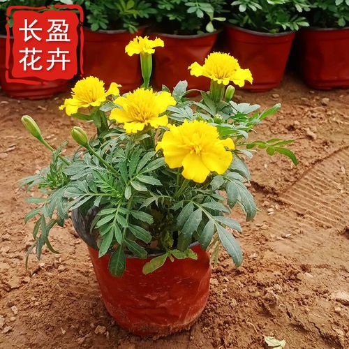 孔雀草宿根花卉阳台工程时令花卉孔雀草基地小万寿菊红黄草西番菊