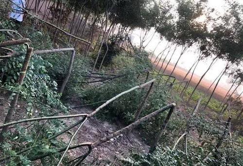 定州又发生砍树事件!50棵小树遭人砍断!