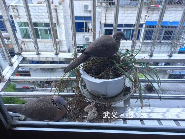 在市民家中筑巢育雏,这对斑鸠"夫妻"不简单!