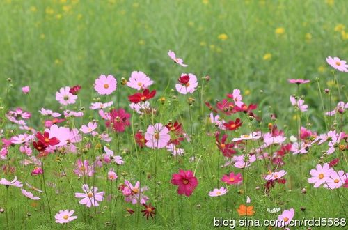 深圳观澜版画村鲜花烂漫
