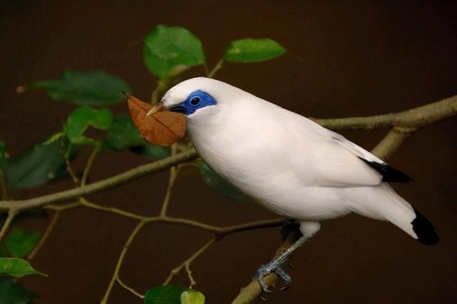 陆地鸟类中的白色马鸡