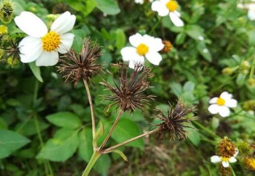 鬼针草的功效与作用 鬼针草能抗癌吗