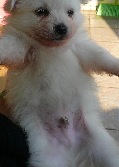 萨摩耶怎么看公母 来个图片