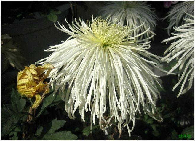 50种名贵菊花欣赏 05. 玉翎管