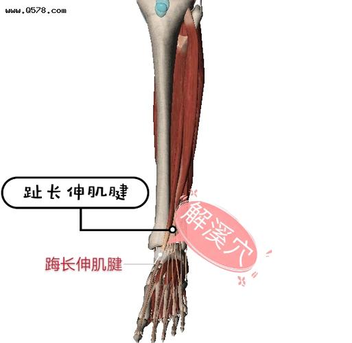 针扎进去穿过皮肤,筋膜,小腿十字切带,沿踇长伸肌腱与趾长伸肌腱之间