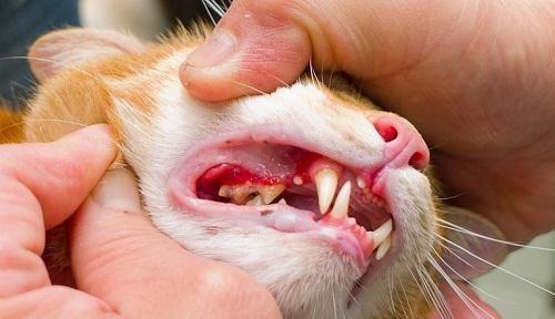 猫口炎不肯喷药怎么办