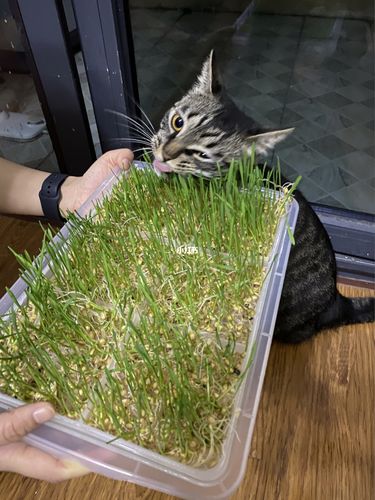 吃草小猫咪!嗨到模糊03_猫咪_猫草_宠物_猫