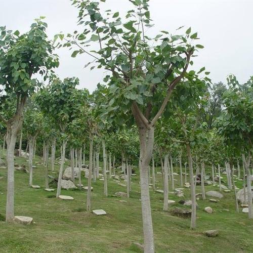 正宗金刚菩提树苗佛门圣树平安树星月凤眼室外庭院大树室内盆栽