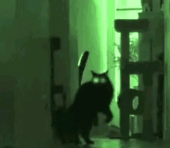 我差点被猫吓得魂飞魄散,庆幸还活着