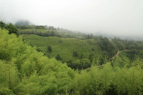 个旧贾沙乡:小竹 "编"出致富路