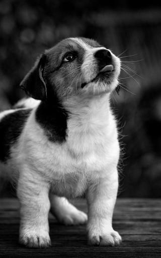狗狗黑白图片壁纸