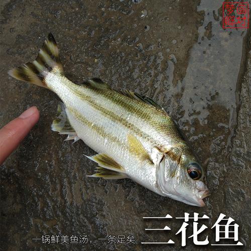 水产鲜活湛江野生新鲜鯻好吃的鱼海鲜三花煲汤冰鲜海鱼鸡仔鱼鲜美