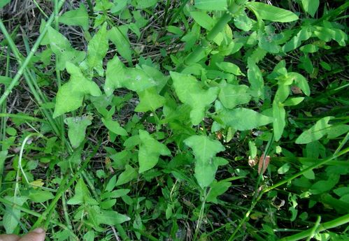 日月峡中草药:戟叶蓼